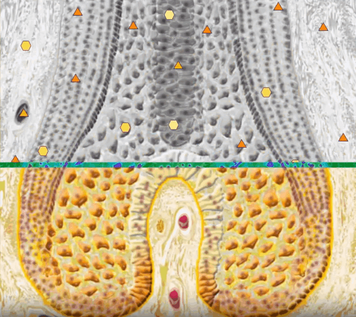 最新メタトロン機器による健康チェックのイメージ（大阪の方向け